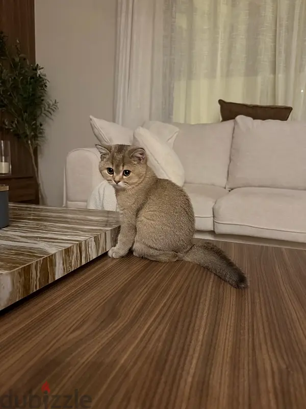 قط للبيع64582494648451126