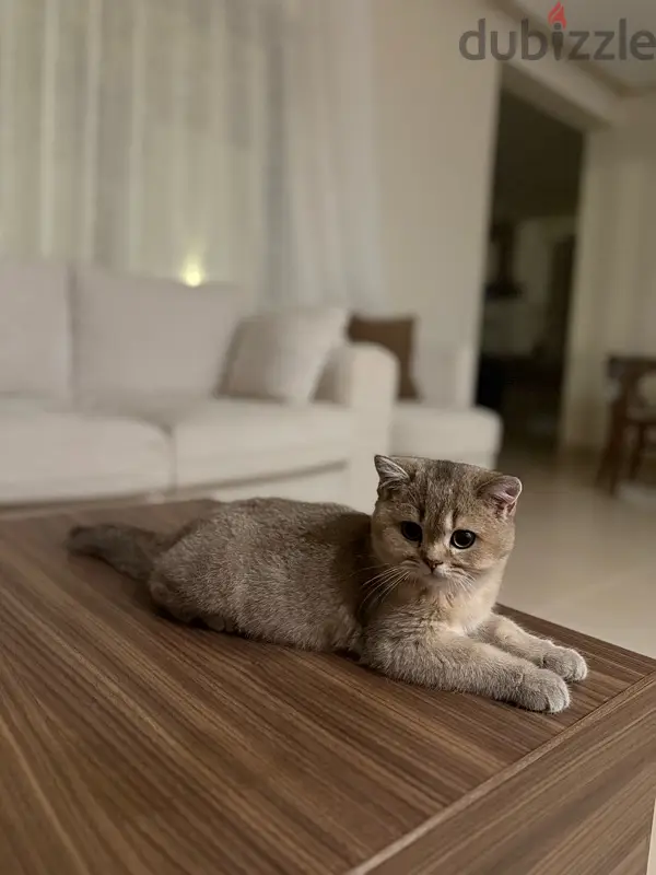قط للبيع64582494648451127