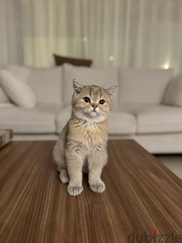 قط للبيع64582494648451128