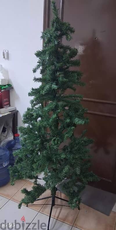 Christmas tree for sale