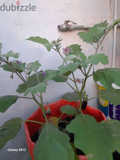 Grow Bags