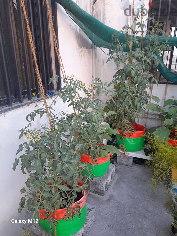Grow Bags 1