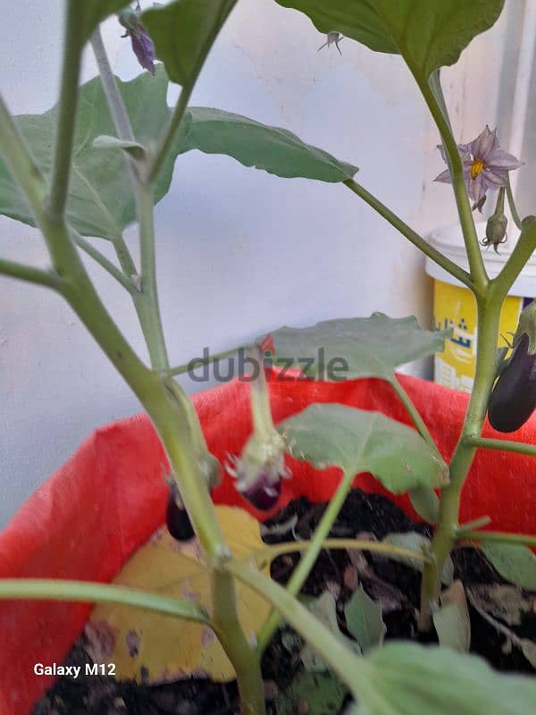 Grow Bags 2
