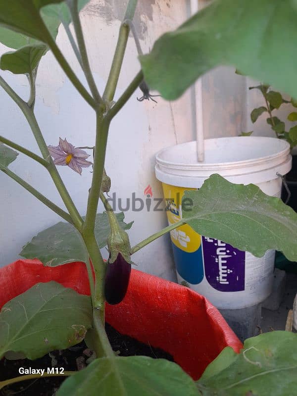 Grow Bags 3