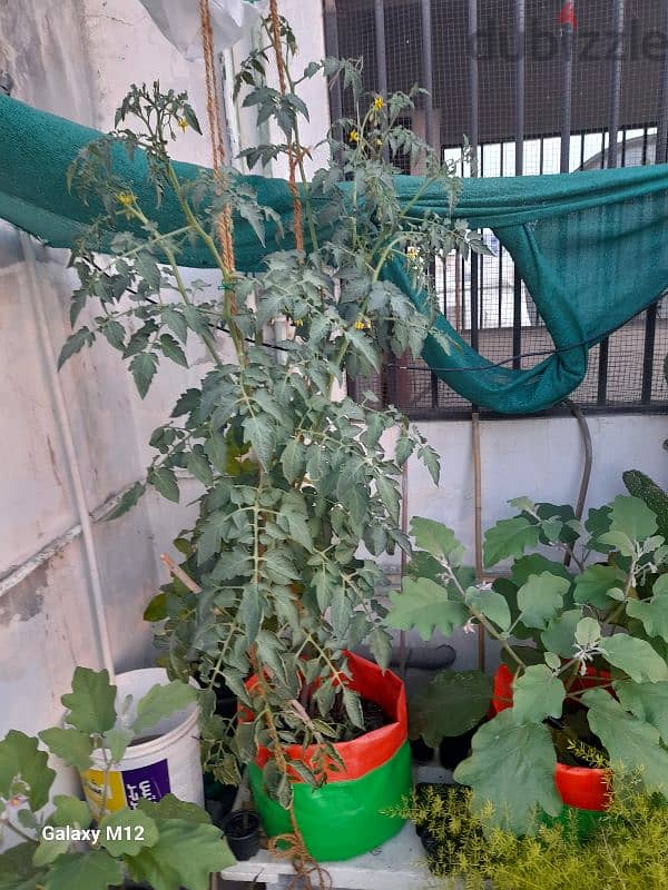 Grow Bags 4
