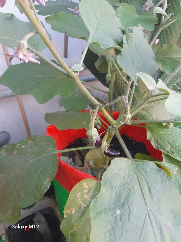 Grow Bags 5