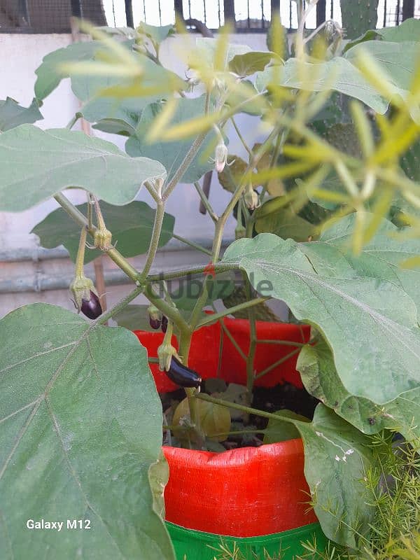 Grow Bags 6