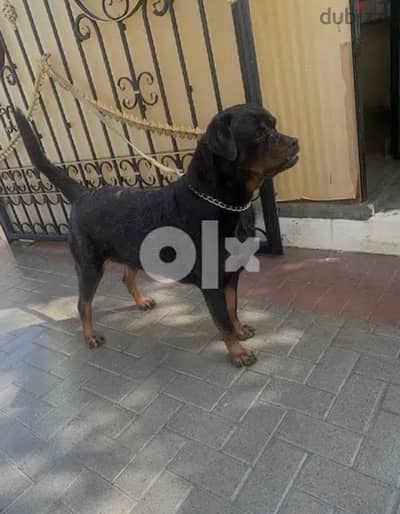 rottwiler for sale - Dogs - 105600816