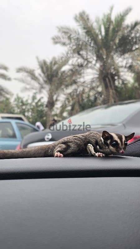 للبيع سنجاب sugar lider اليف ومتعلم وما يعض ويصلح للأطفال وياكل بروحه 2