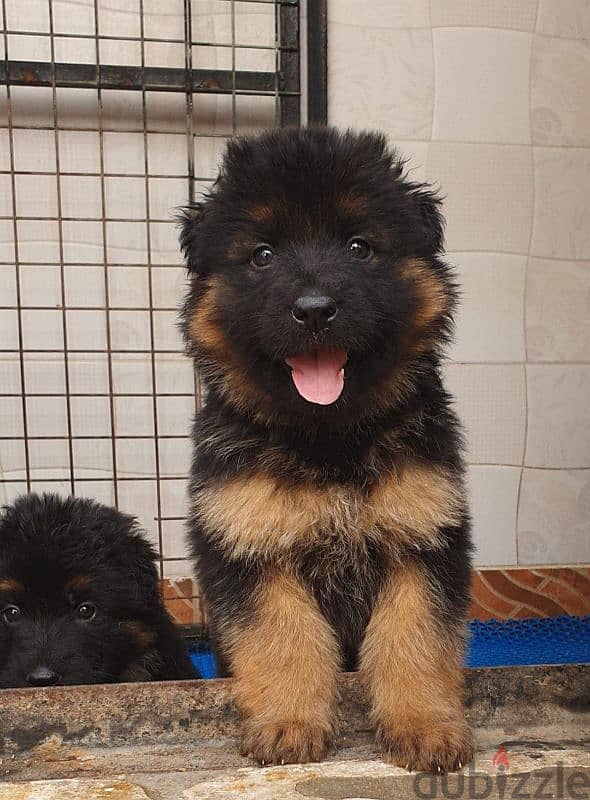 male and female German sheprd puppies long hair top level - Dogs ...