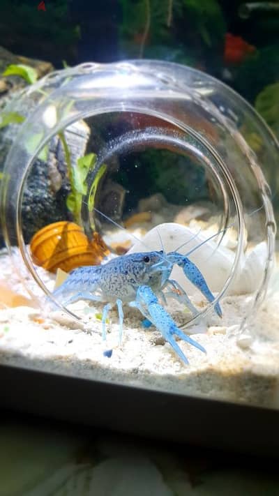 BLUE CRAYFISH FOR AQUARIUM
