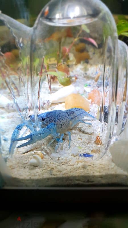 BLUE CRAYFISH FOR AQUARIUM 1