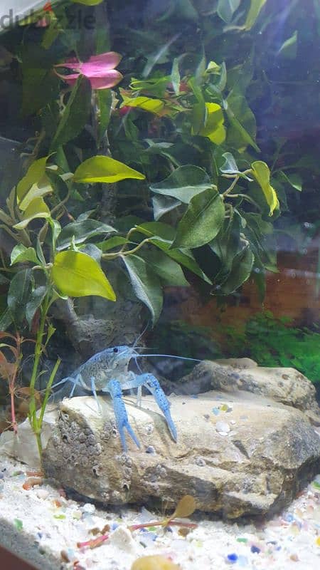 BLUE CRAYFISH FOR AQUARIUM 2