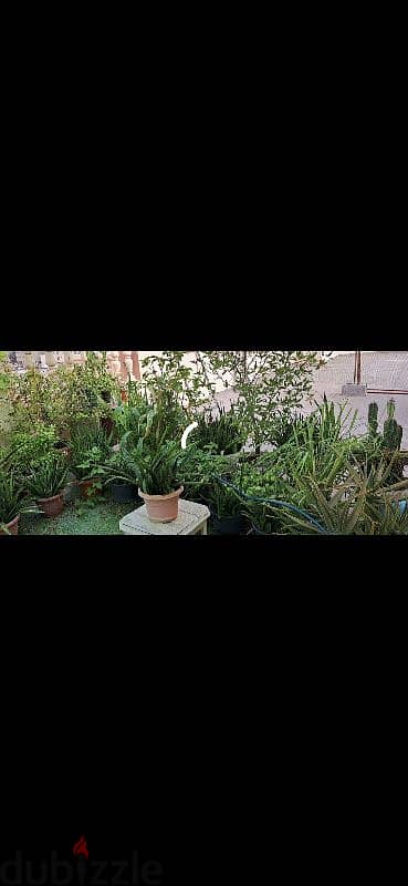 beautiful indior and outdoor plants for sale