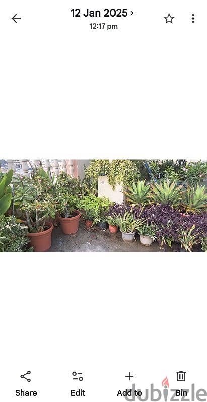 beautiful indior and outdoor plants for sale 1