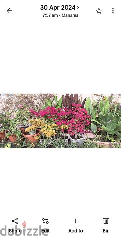 beautiful indior and outdoor plants for sale 2