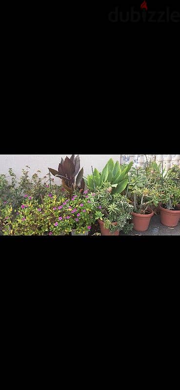 beautiful indior and outdoor plants for sale 3