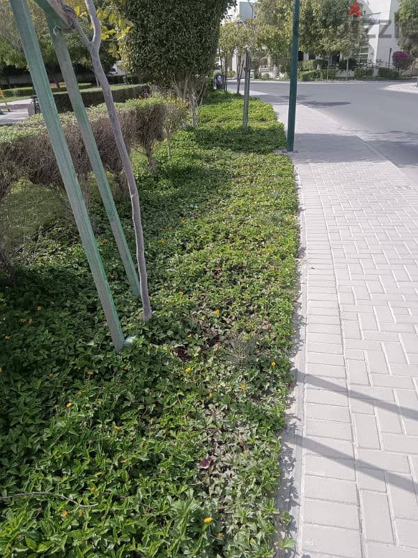 garden maintenance 5