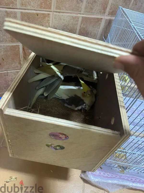 طائر من قطعتين65170624650242121