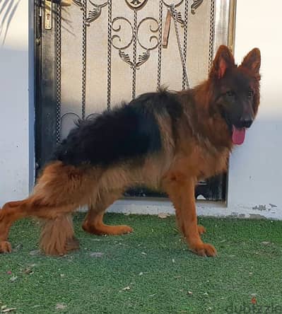 male German sheprd long hair top level - Dogs - 105622715