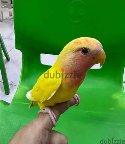latino red eye love bird for sale