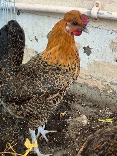 two chicken