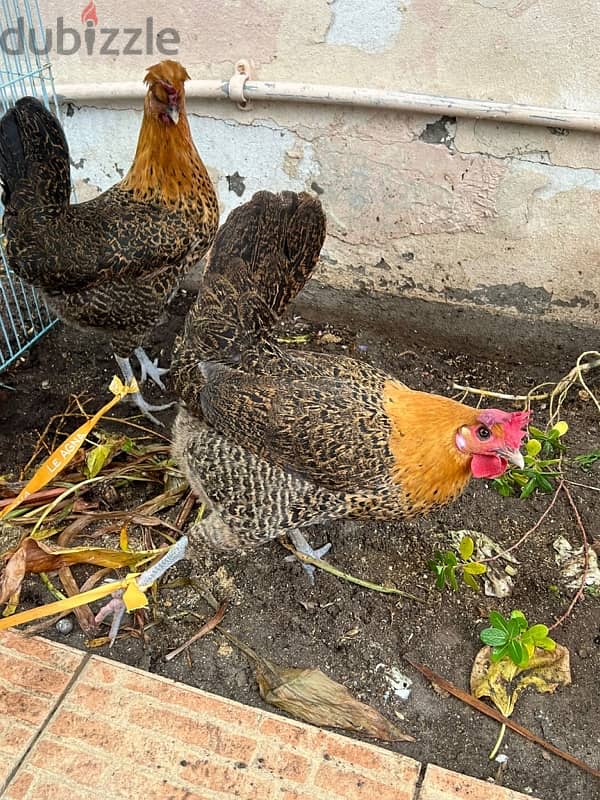 two chicken 1