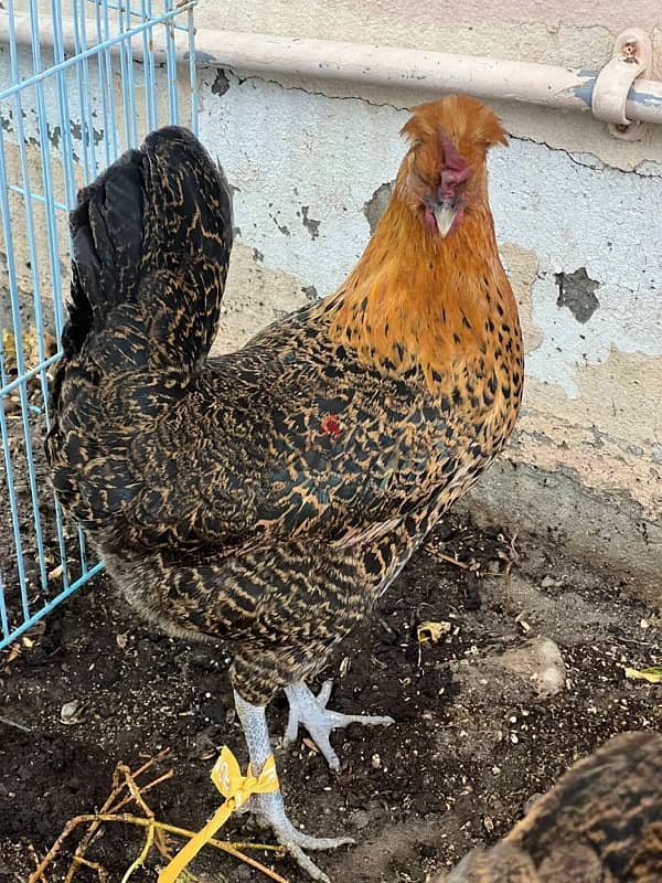 two chicken 2