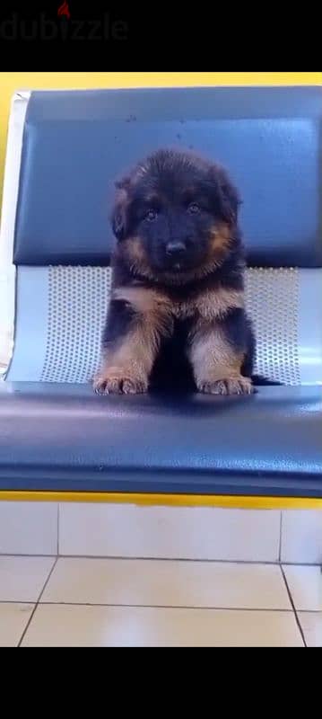 male and female German sheprd puppies long hair top level - Dogs ...