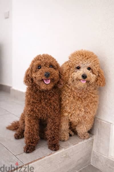Pure Toy poodle female or couple - Dogs - 105631866