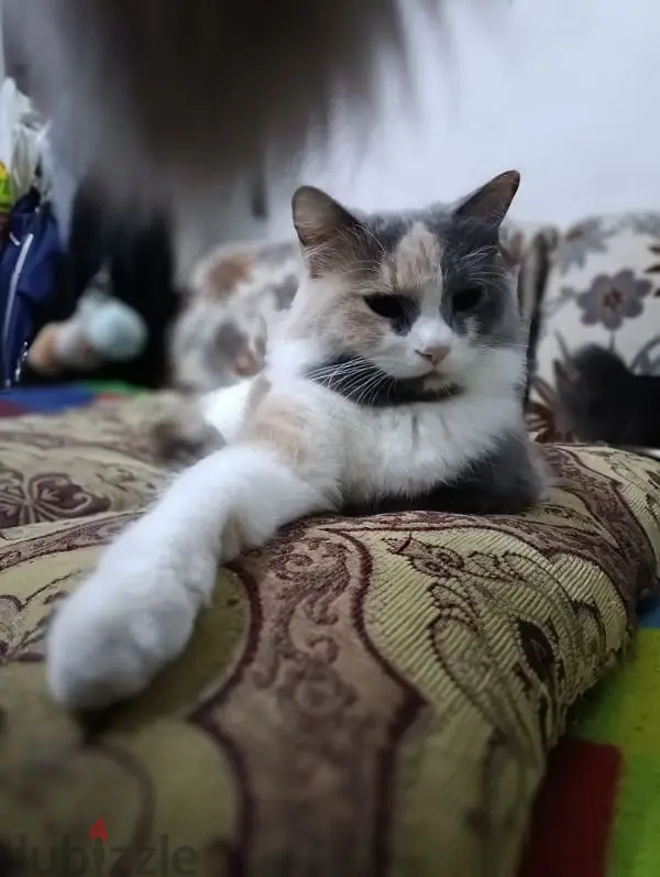 Free cats for adoption