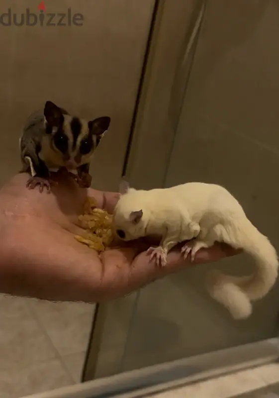 للبيع سنجاب الطائر