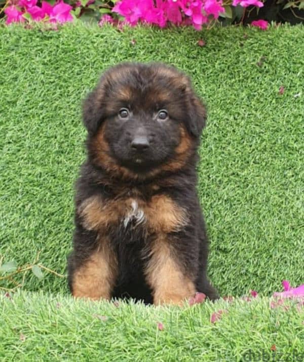 male and female German sheprd puppies long hair top level available ...