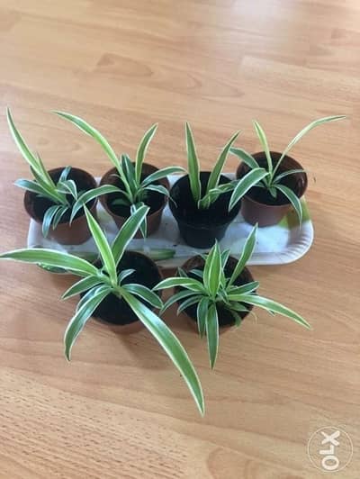 Small spider plant for 300 fils