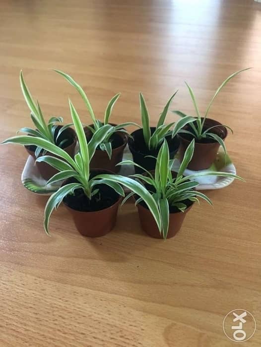 Small spider plant for 300 fils 1