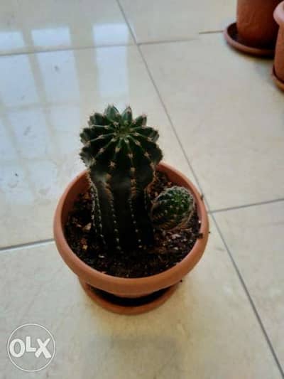 Cactus plant
