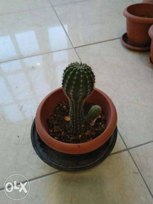 Cactus plant 1