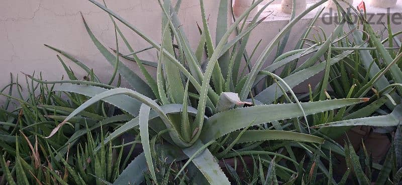 beautiful indior and outdoor plants for sale 4