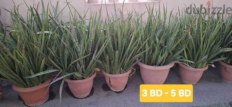 beautiful indior and outdoor plants for sale 5