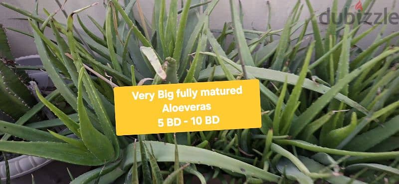 beautiful indior and outdoor plants for sale 6