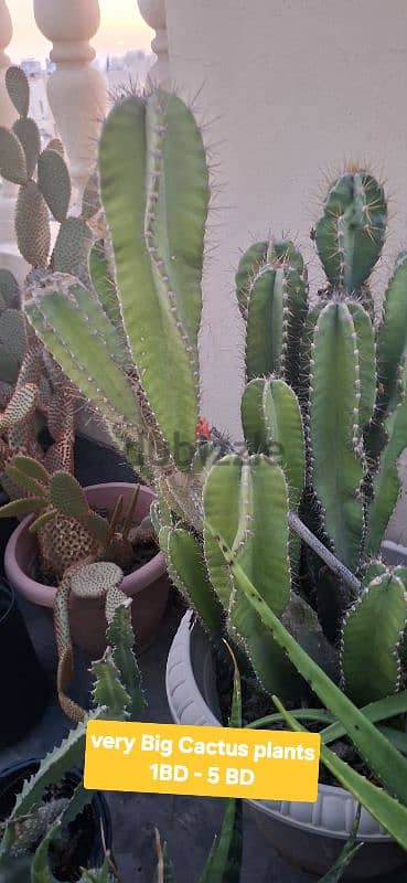 beautiful indior and outdoor plants for sale 7