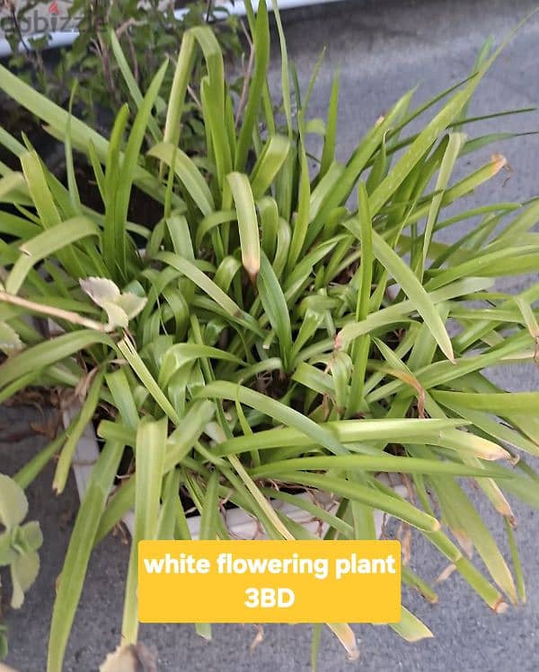 beautiful indior and outdoor plants for sale 8