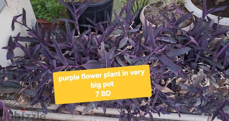 beautiful indior and outdoor plants for sale 9