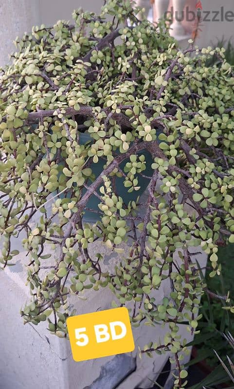 beautiful indior and outdoor plants for sale 10