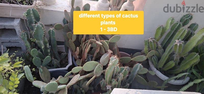 beautiful indior and outdoor plants for sale 11
