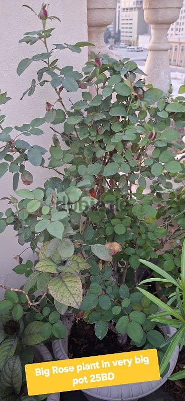 beautiful indior and outdoor plants for sale 12