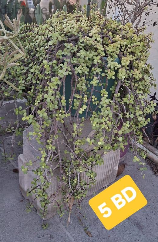 beautiful indior and outdoor plants for sale 13