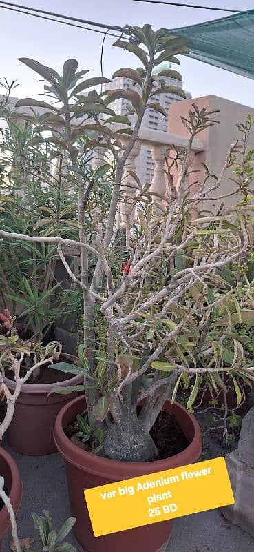 beautiful indior and outdoor plants for sale 14