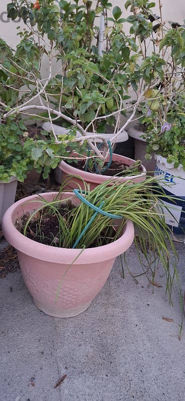beautiful indior and outdoor plants for sale 15