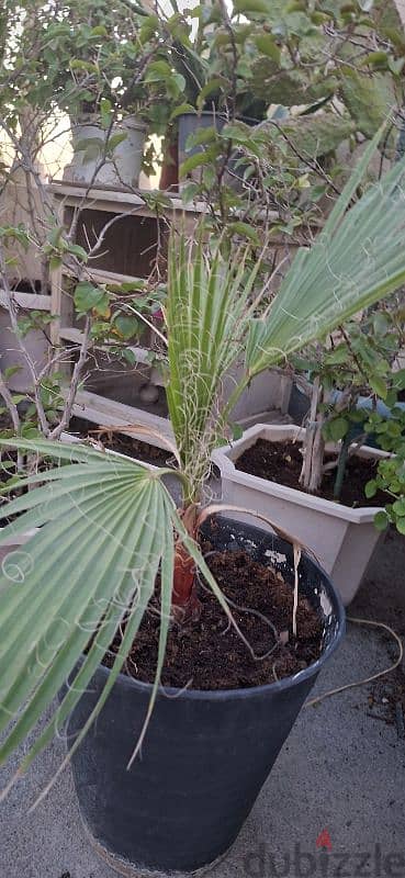 beautiful indior and outdoor plants for sale 16